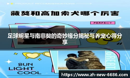 足球明星与南非獒的奇妙缘分揭秘与养宠心得分享